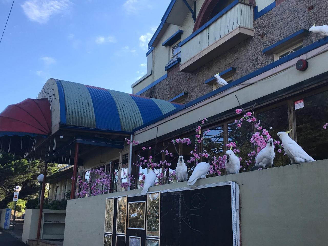 The Clarendon Motel קטומבה מראה חיצוני תמונה